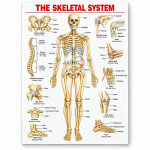 Human Skeleton